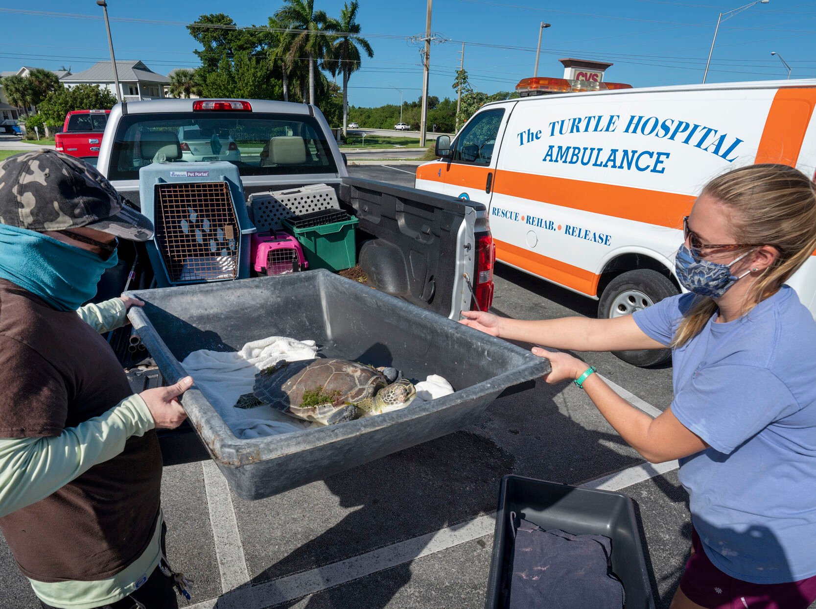 Green Sea Turtle Rescue